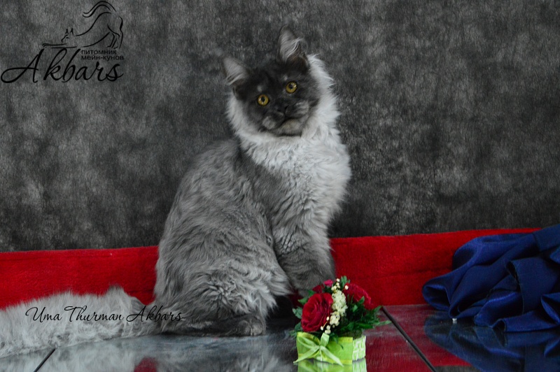 Uma Thurman Akbars - Kitten maine-coon 4 months