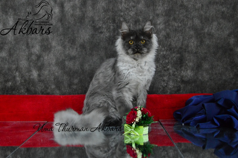 Uma Thurman Akbars - Kitten maine-coon 4 months