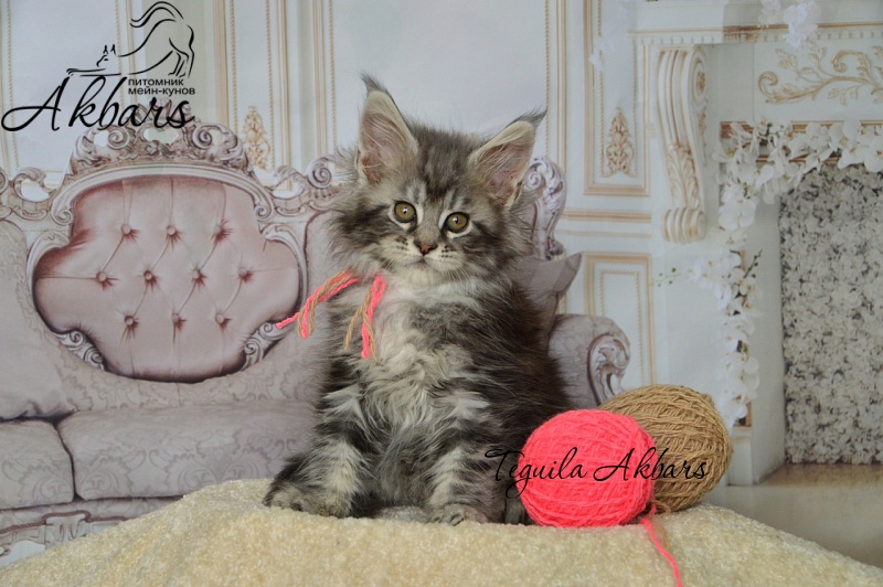 Teguila Akbars - Kitten maine-coon 1 month