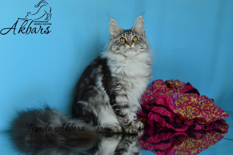 Teguila Akbars - Kitten maine-coon 6 months 3.5 weeks