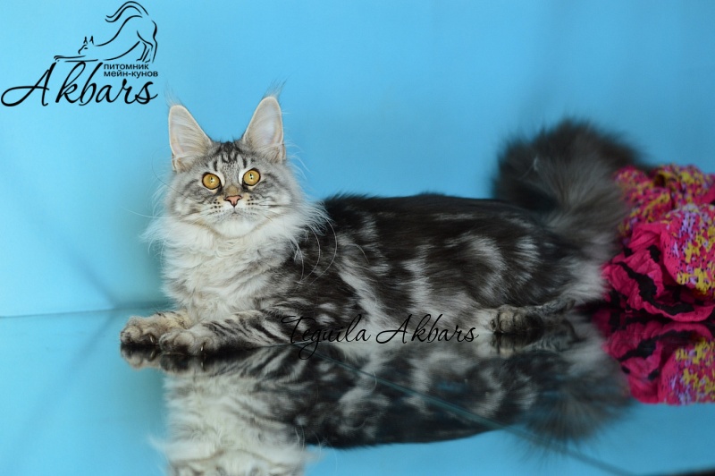 Teguila Akbars - Kitten maine-coon 6 months 3.5 weeks