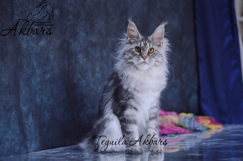 Teguila Akbars - Junior maine-coon 7 months 2 weeks