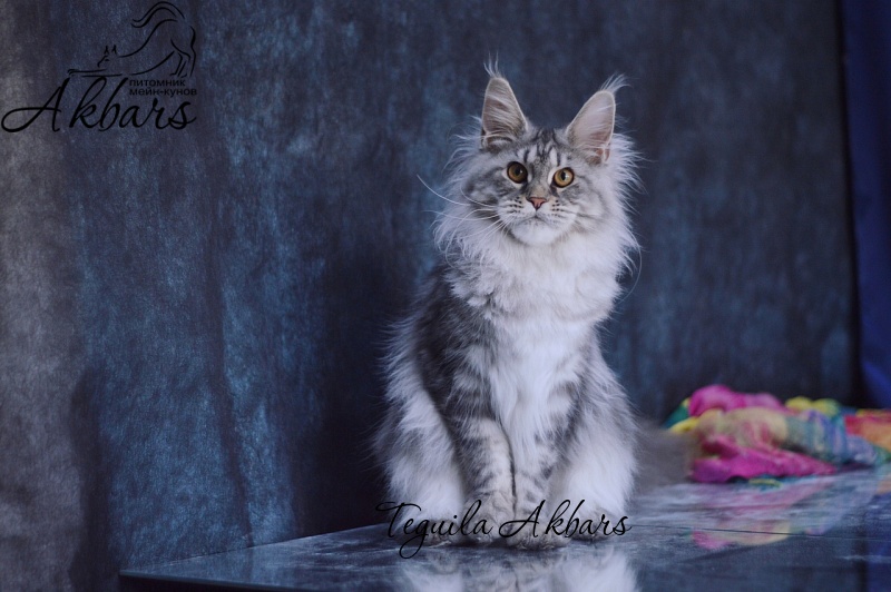 Teguila Akbars - Junior maine-coon 7 months 2 weeks