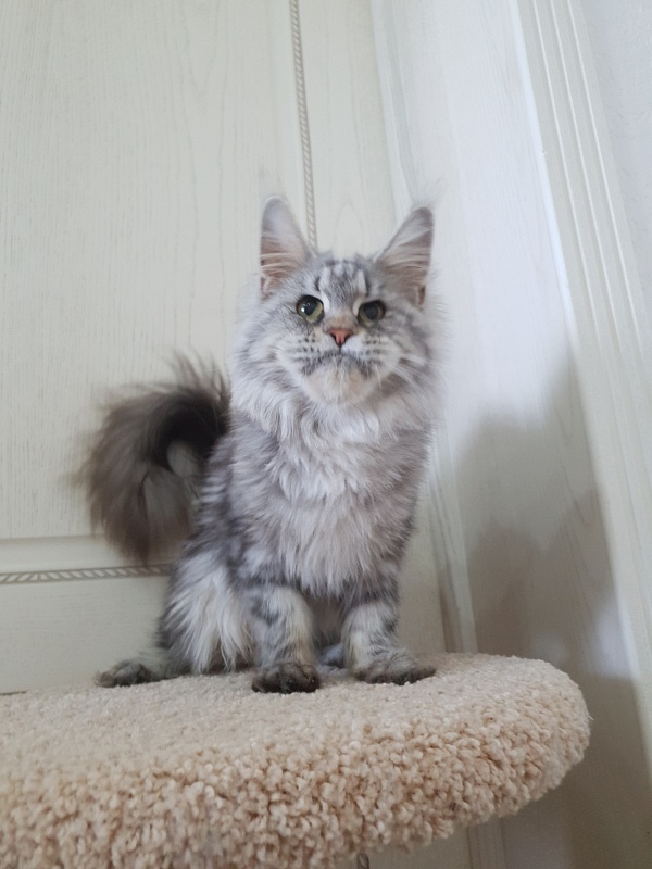 Teguila Akbars - Adult maine-coon 2 years 5 months