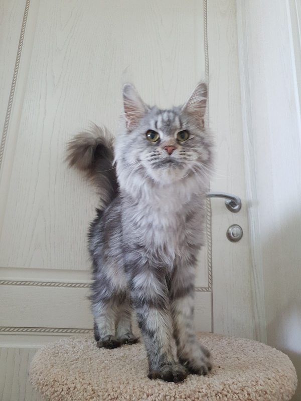 Teguila Akbars - Adult maine-coon 2 years 5 months