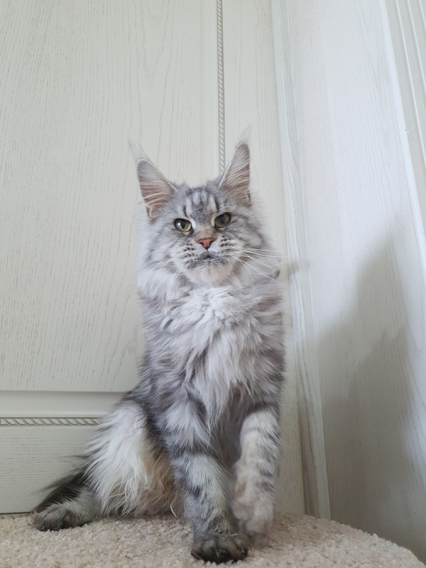 Teguila Akbars - Adult maine-coon 2 years 5 months