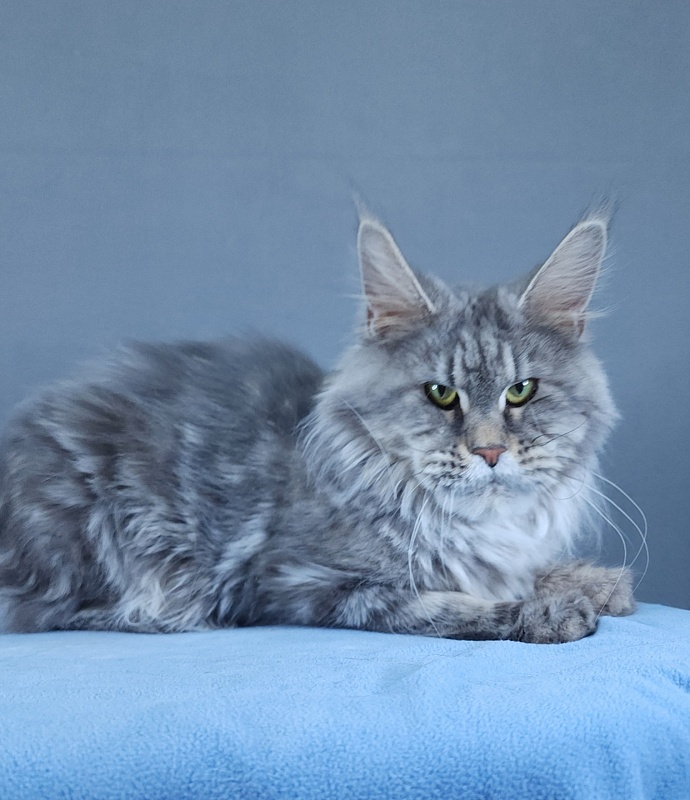 Teguila Akbars - Adult maine-coon 3 years 2 months 1.5 week
