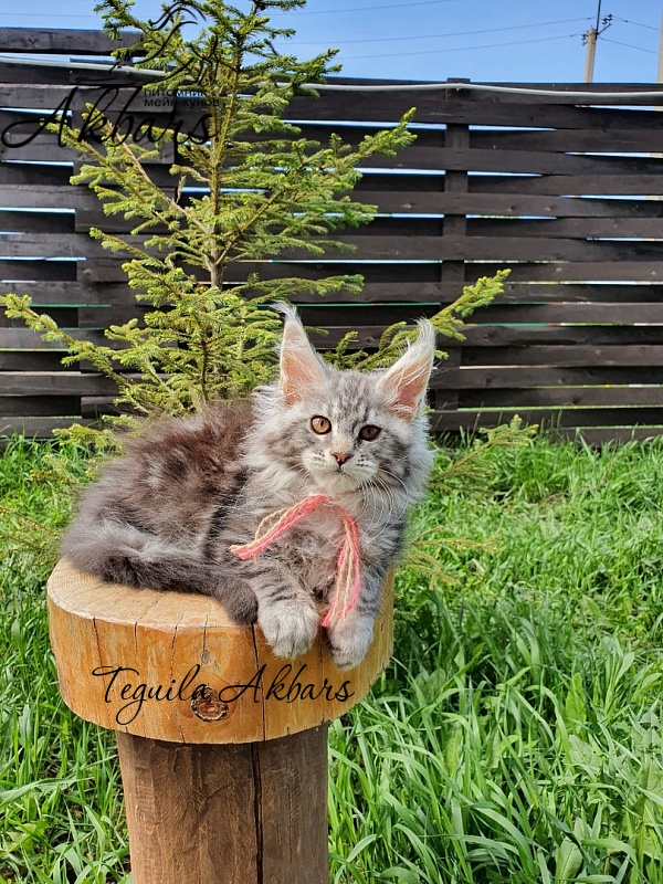 Teguila Akbars - Kitten maine-coon 1 month 3.5 weeks