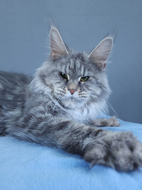 Teguila Akbars - Adult maine-coon 3 years 2 months 1.5 week