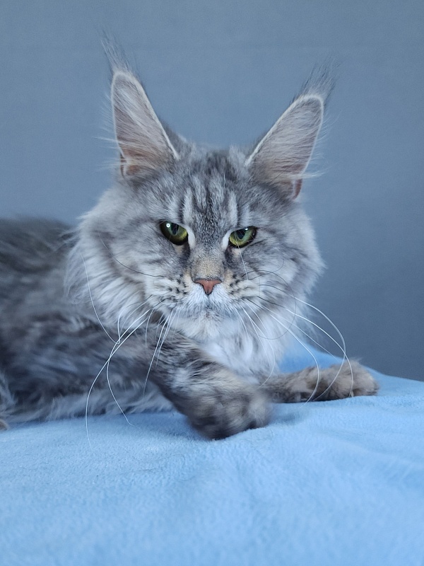 Teguila Akbars - Adult maine-coon 3 years 2 months 1.5 week