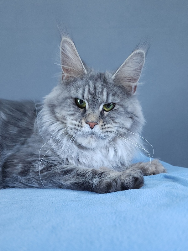 Teguila Akbars - Adult maine-coon 3 years 2 months 1.5 week