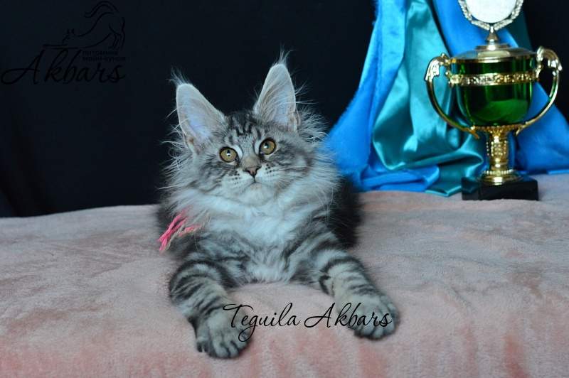 Teguila Akbars - Kitten maine-coon 2 months 1 week