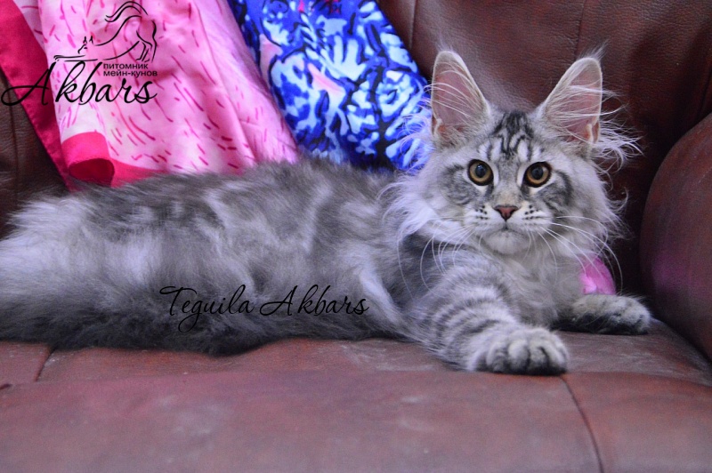 Teguila Akbars - Kitten maine-coon 3 months 3 weeks