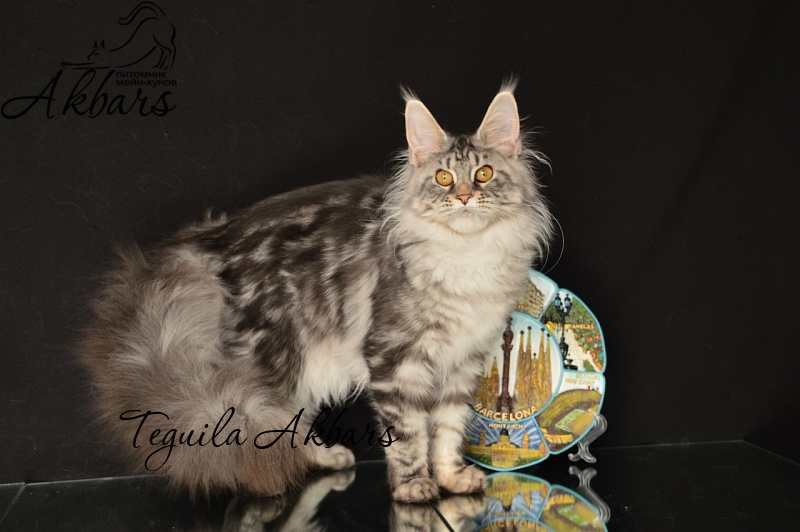 Teguila Akbars - Kitten maine-coon 5 months