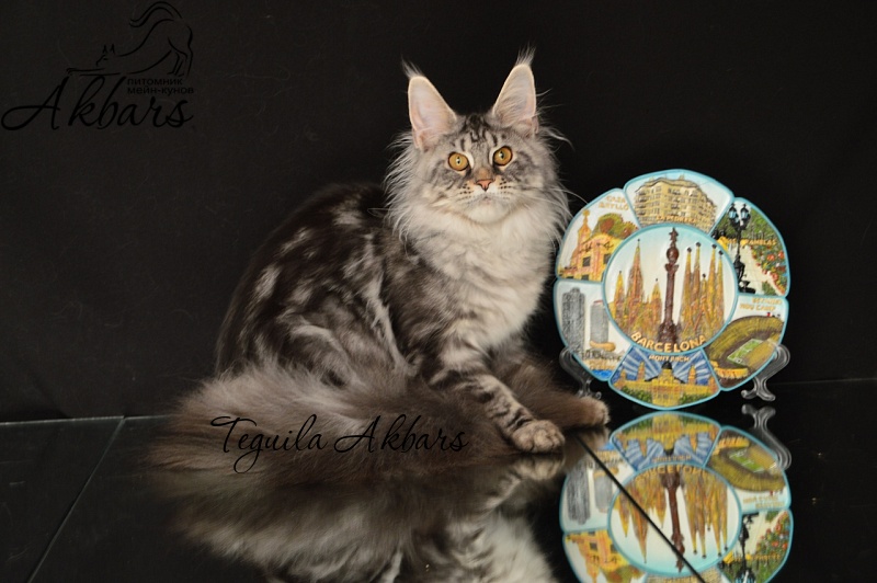 Teguila Akbars - Kitten maine-coon 5 months