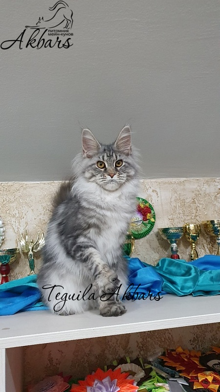 Teguila Akbars - Kitten maine-coon 6 months 2.5 weeks