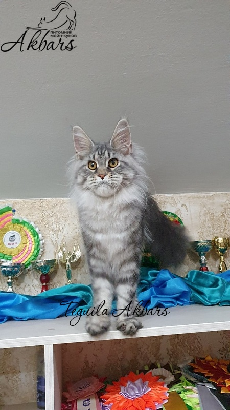 Teguila Akbars - Kitten maine-coon 6 months 2.5 weeks