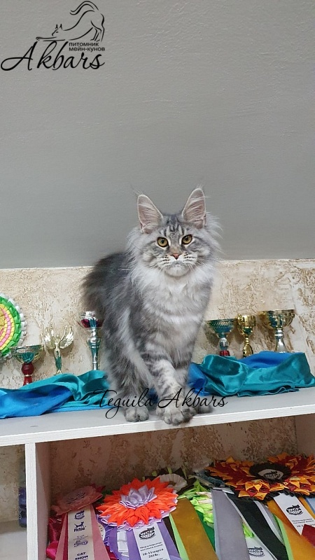 Teguila Akbars - Kitten maine-coon 6 months 2.5 weeks