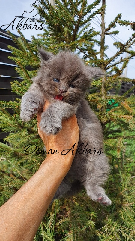 Osman Akbars - Kitten maine-coon 2 weeks