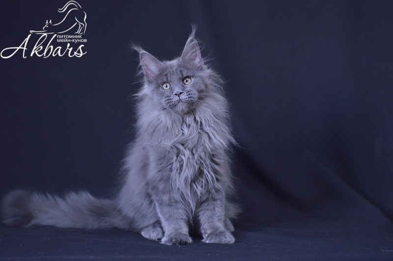 Osman Akbars - Kitten maine-coon 3 months 3 weeks