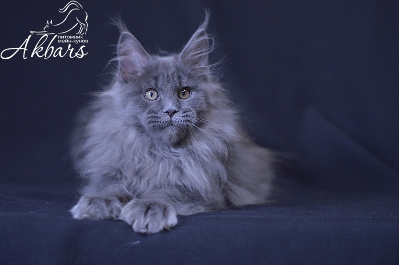 Osman Akbars - Kitten maine-coon 3 months 3 weeks