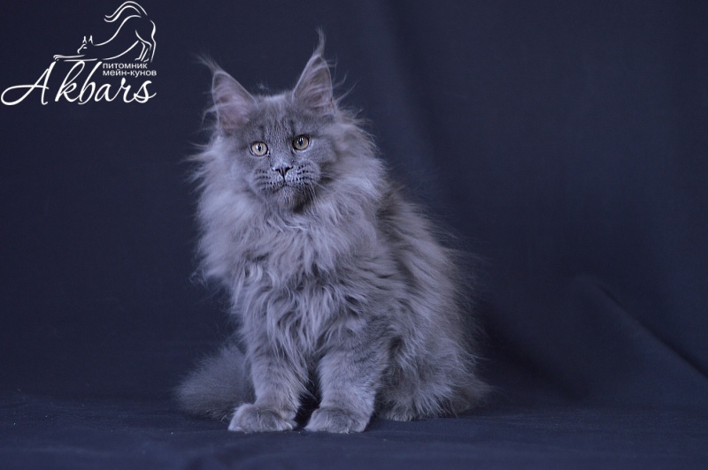 Osman Akbars - Kitten maine-coon 3 months 3 weeks