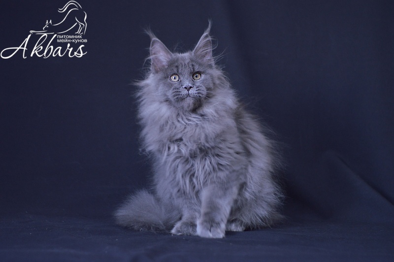 Osman Akbars - Kitten maine-coon 3 months 3 weeks