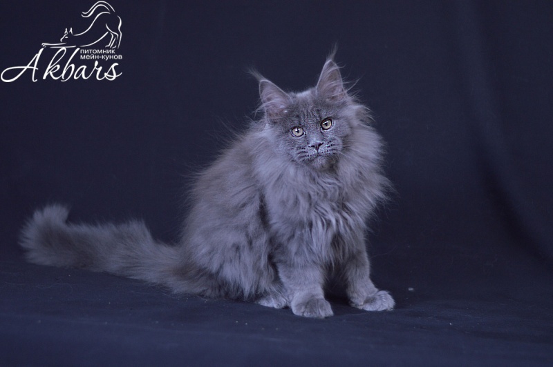 Osman Akbars - Kitten maine-coon 3 months 3 weeks