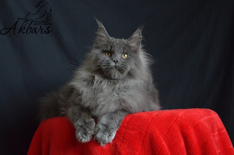 Osman Akbars - Kitten maine-coon 6 months 1 week