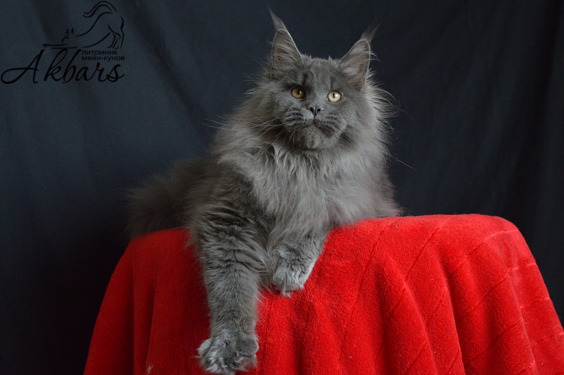 Osman Akbars - Kitten maine-coon 6 months 1 week