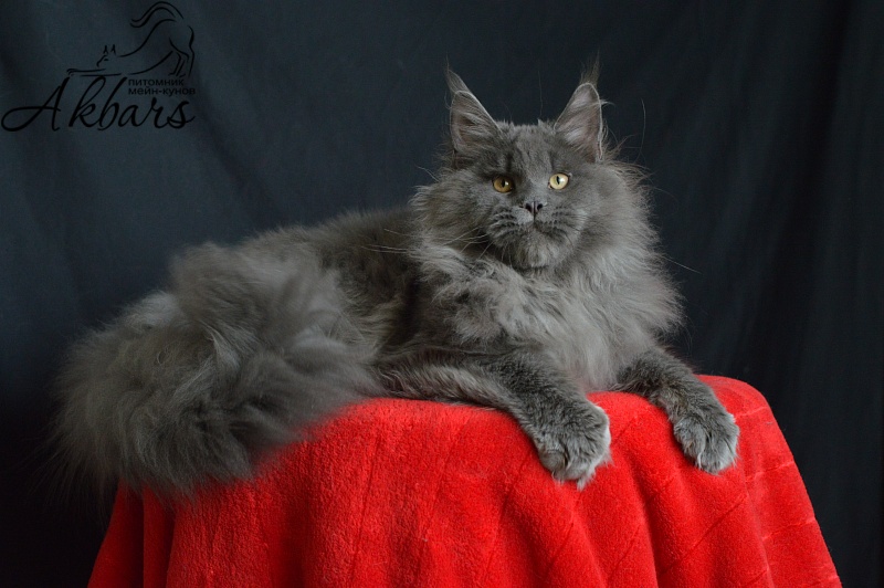 Osman Akbars - Kitten maine-coon 6 months 1 week