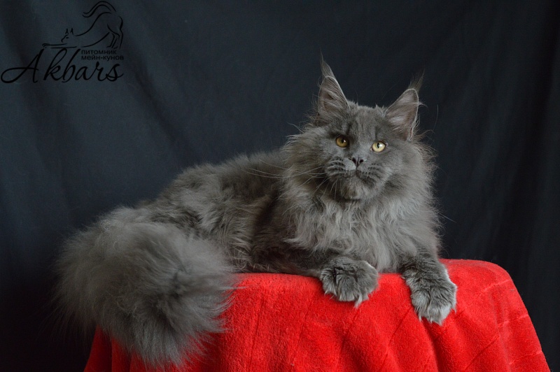 Osman Akbars - Kitten maine-coon 6 months 1 week