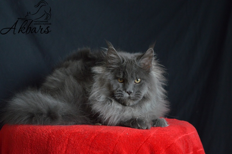 Osman Akbars - Kitten maine-coon 6 months 1 week
