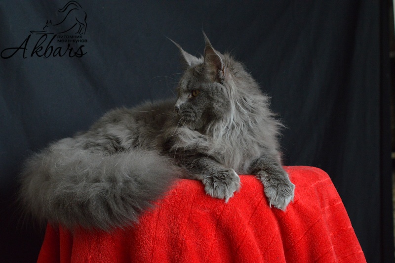 Osman Akbars - Kitten maine-coon 6 months 1 week