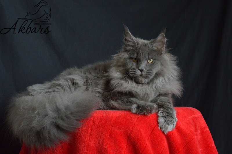 Osman Akbars - Kitten maine-coon 6 months 1 week