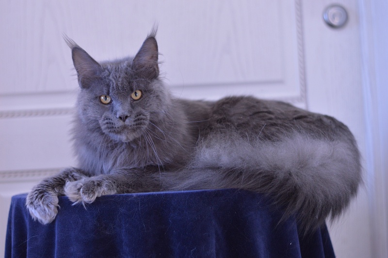 Osman Akbars - Adult maine-coon 10 months 2.5 weeks