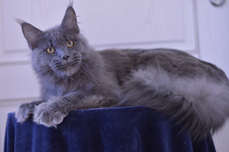 Osman Akbars - Adult maine-coon 10 months 2.5 weeks