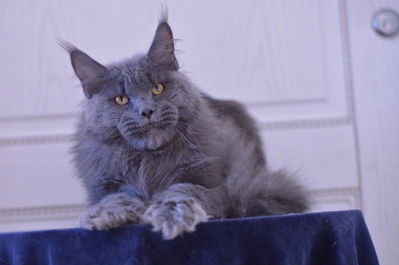Osman Akbars - Adult maine-coon 10 months 2.5 weeks
