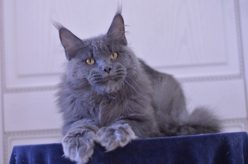 Osman Akbars - Adult maine-coon 10 months 2.5 weeks