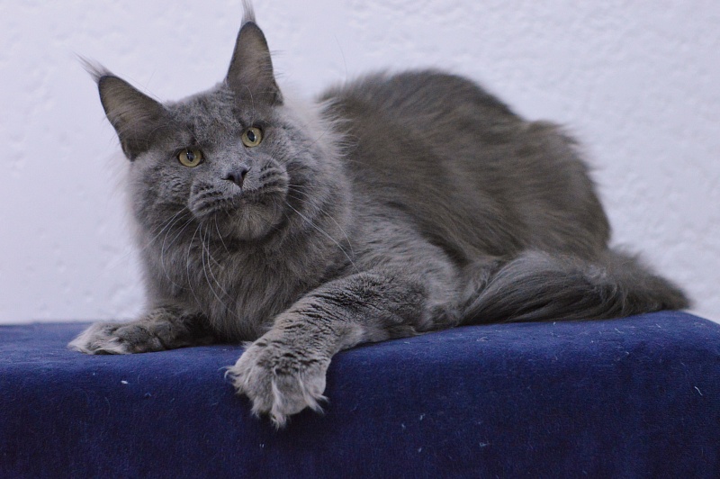 Osman Akbars - Adult maine-coon 1 year 2.5 weeks