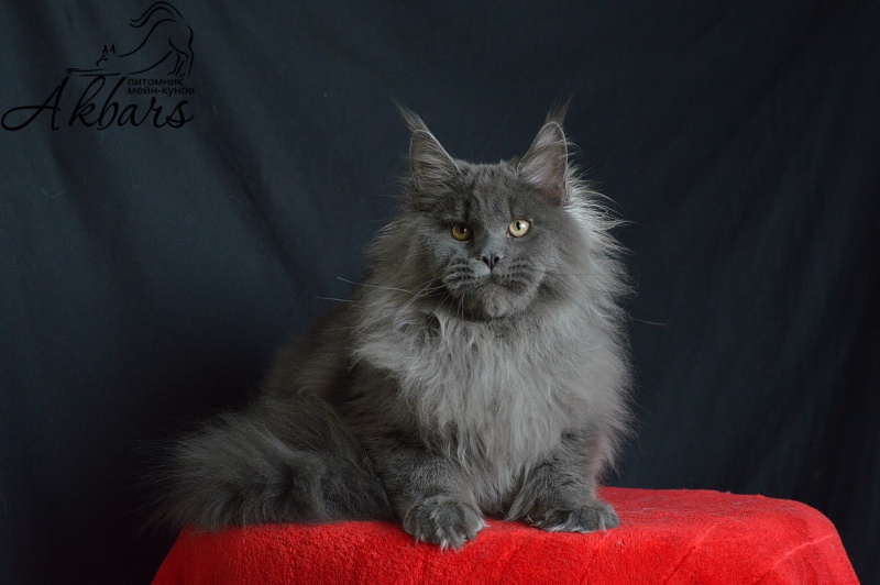 Osman Akbars - Kitten maine-coon 6 months 1 week