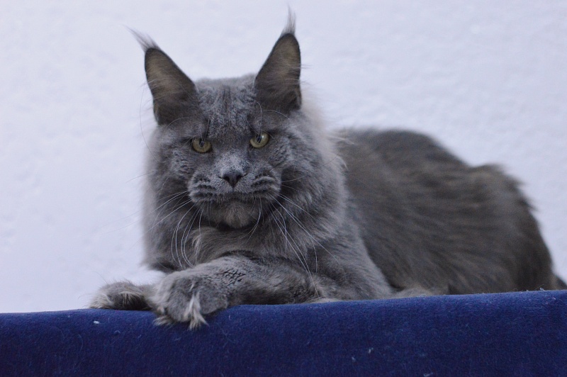 Osman Akbars - Adult maine-coon 1 year 2.5 weeks