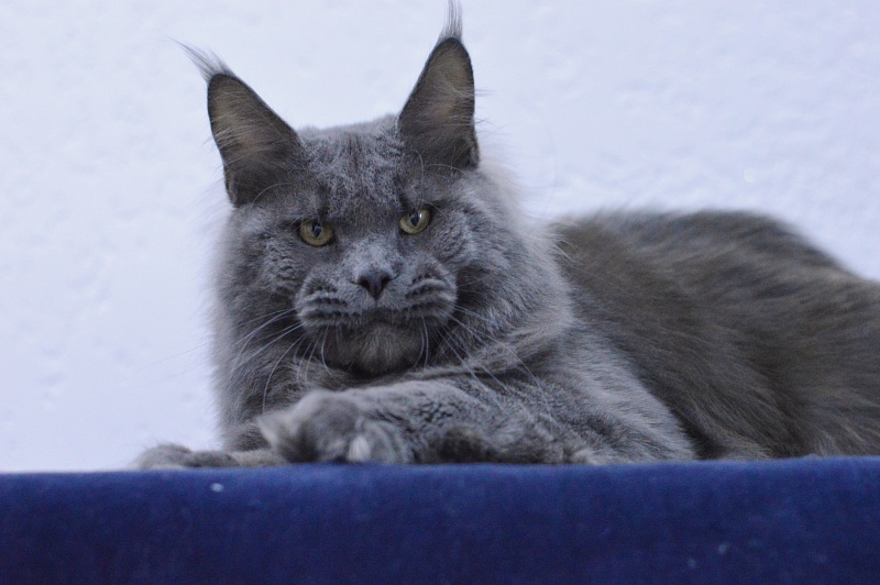 Osman Akbars - Adult maine-coon 1 year 2.5 weeks