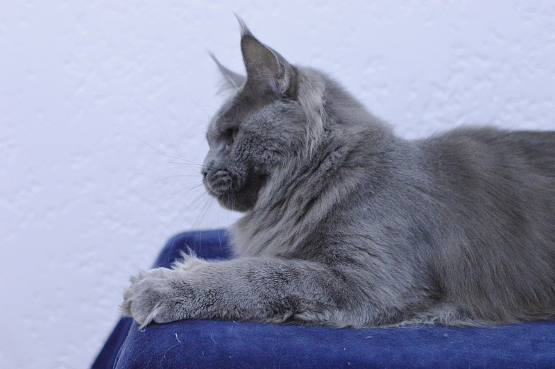 Osman Akbars - Adult maine-coon 1 year 2.5 weeks