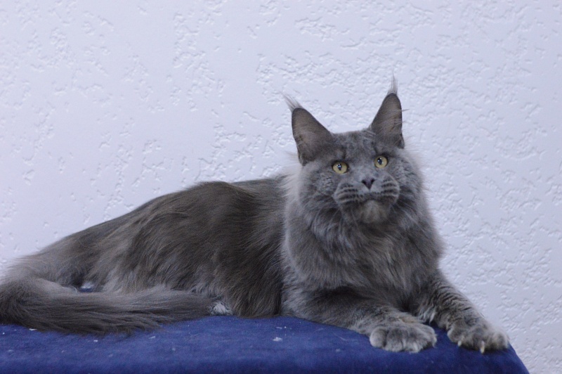 Osman Akbars - Adult maine-coon 1 year 2.5 weeks