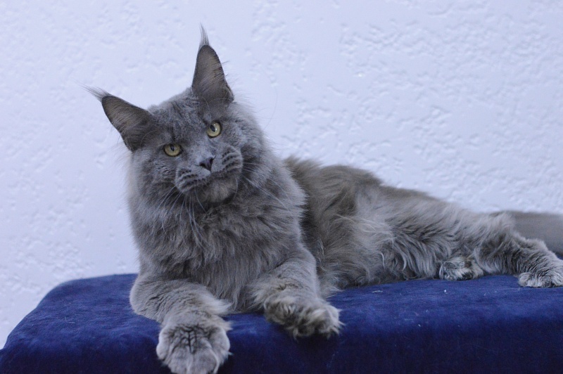 Osman Akbars - Adult maine-coon 1 year 2.5 weeks