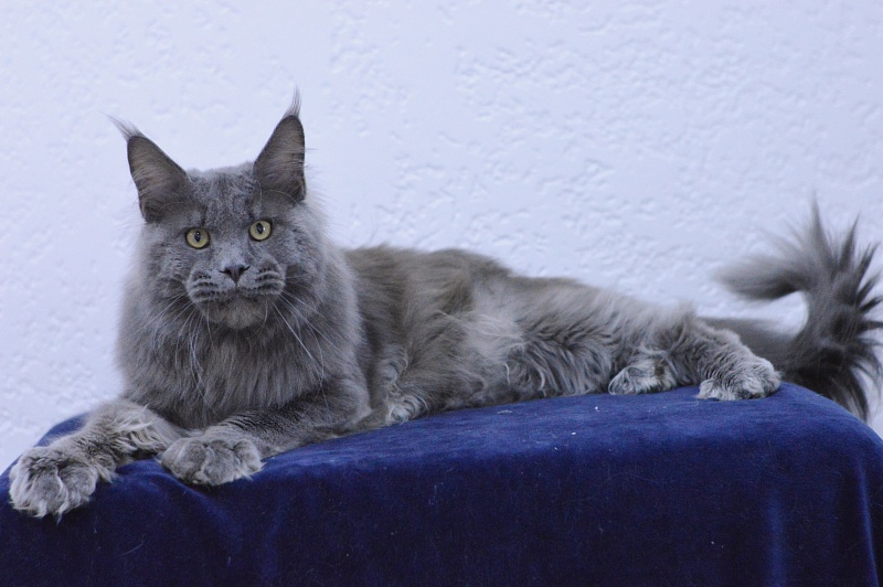 Osman Akbars - Adult maine-coon 1 year 2.5 weeks
