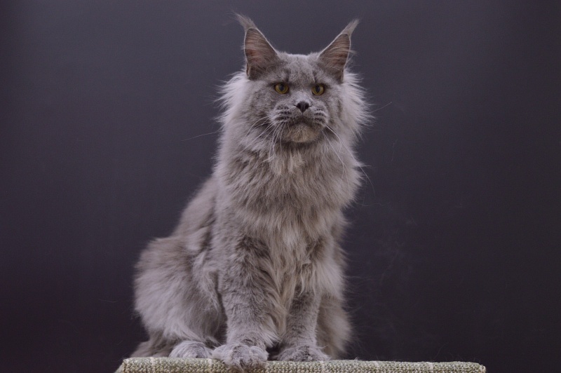 Osman Akbars - Adult maine-coon 1 year 1 month 3.5 weeks