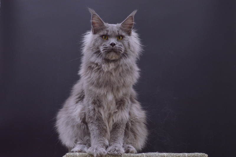 Osman Akbars - Adult maine-coon 1 year 1 month 3.5 weeks