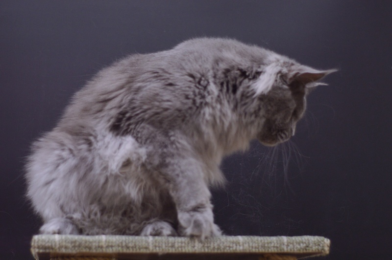 Osman Akbars - Adult maine-coon 1 year 1 month 3.5 weeks